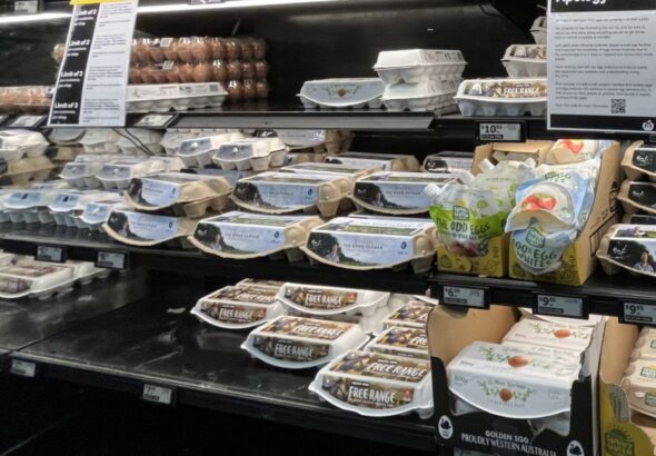 Egg-cartons-resized.jpg