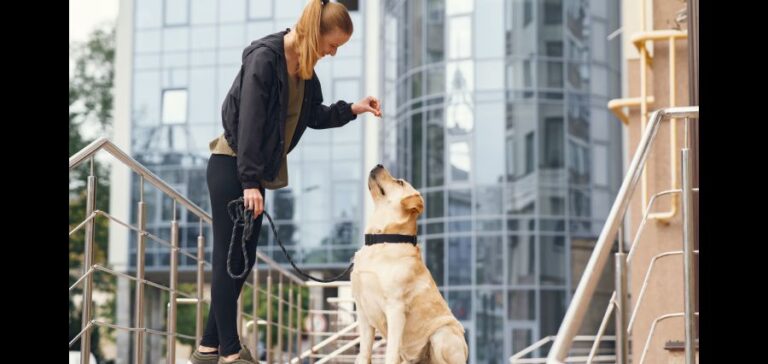 Paws-and-Peace-of-Mind-Why-Professional-Pet-Resorts-Are-a-Game-Changer-for-Your-Dog.jpg