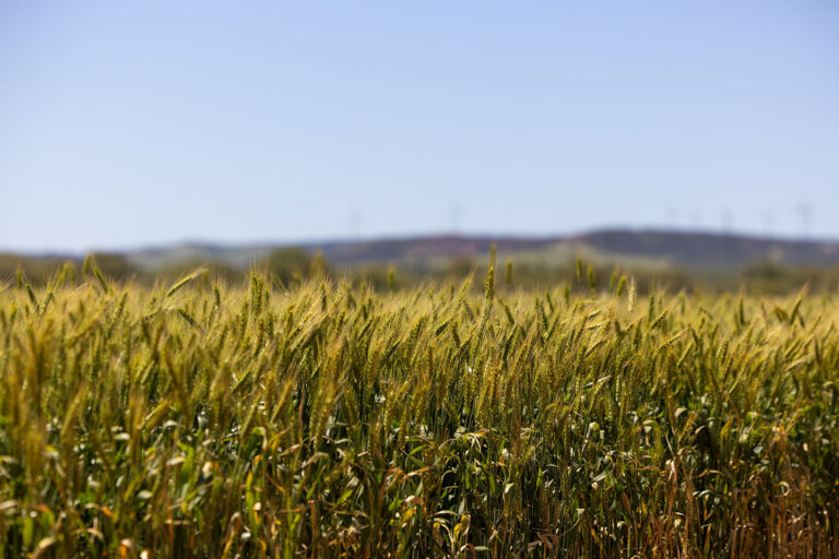 Wheat-Crop-01-copy.jpg