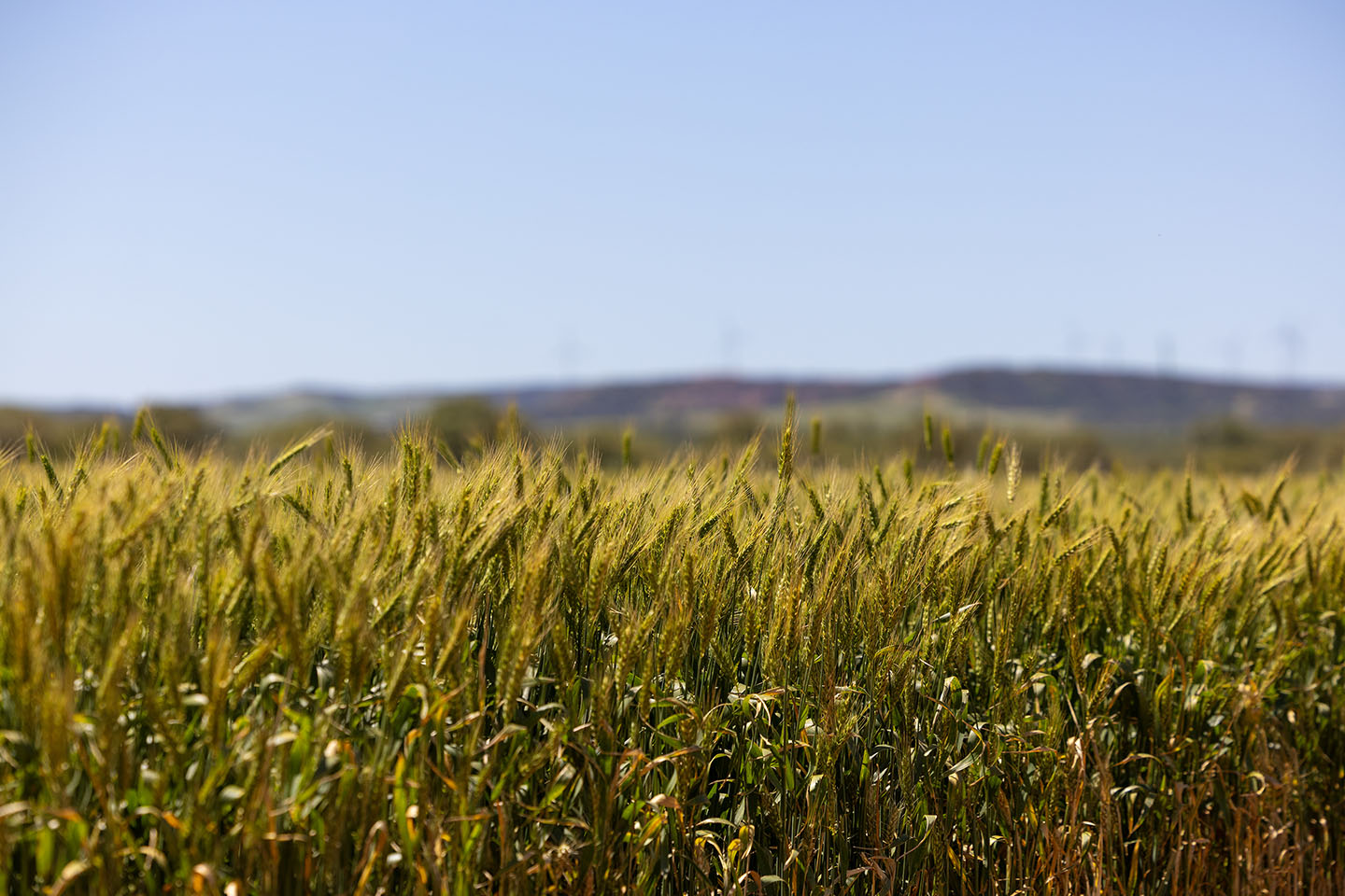 Wheat-Crop-01-copy.jpg