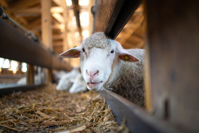 Live-sheep-resized-credit-Littlewolf1989.jpg